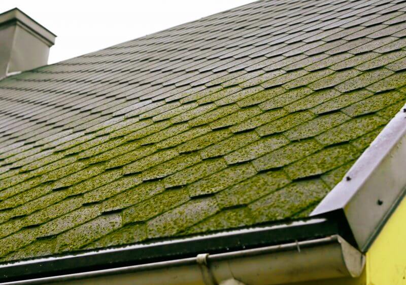 Tips To Remove Algae And Moss From Your Roof Pyramid Roofing